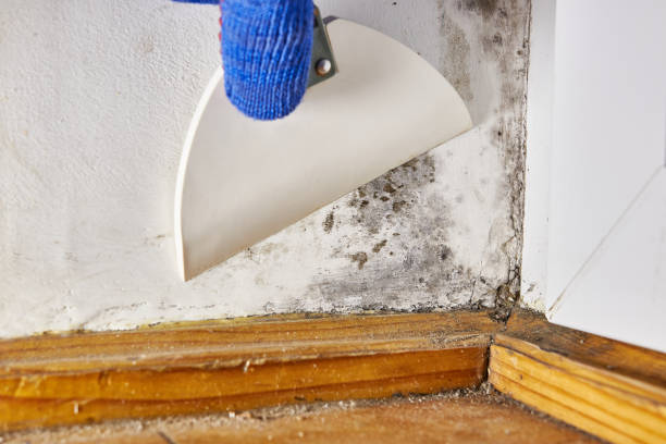 Best Mold Odor Removal Services  in Hilliard, OH